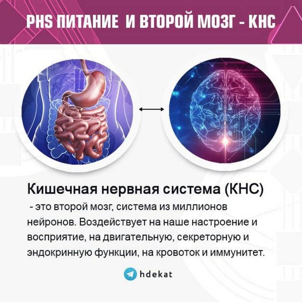 PHS Питание и кишечная нервная система (КНС) в Дизайне Человека (Human Design)